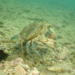 C.sapidus copyright
